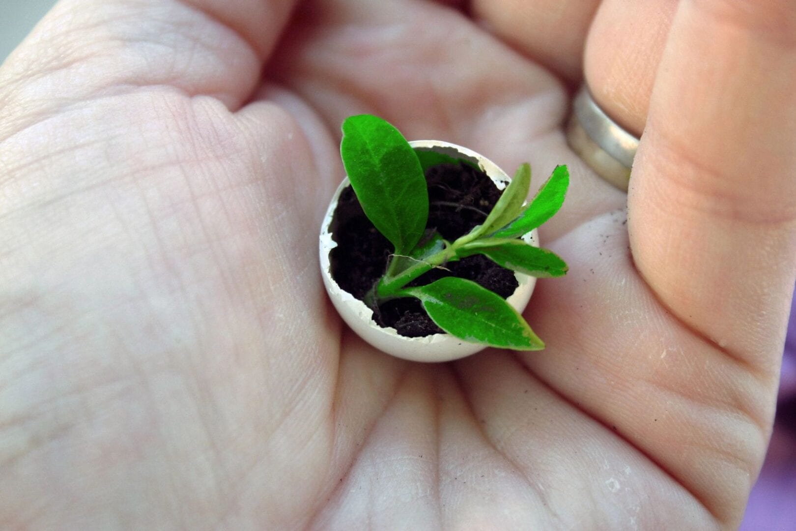 plant in eggshell